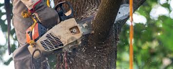 Best Tree Maintenance Programs  in East Norwich, NY