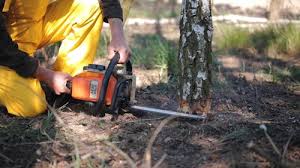Best Utility Line Clearance  in East Norwich, NY