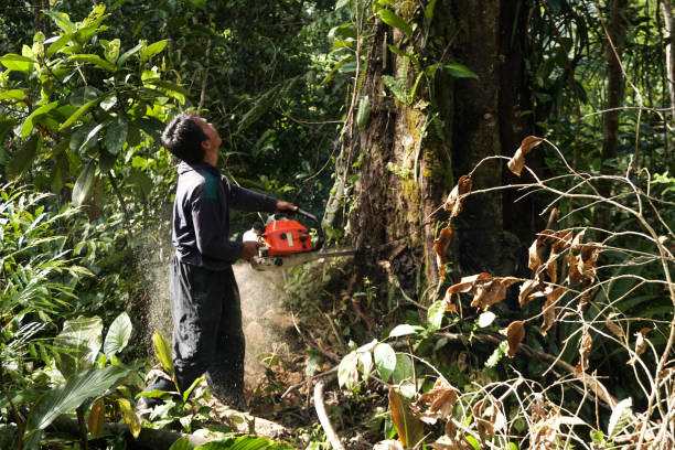 Best Arborist Consultation Services  in East Norwich, NY