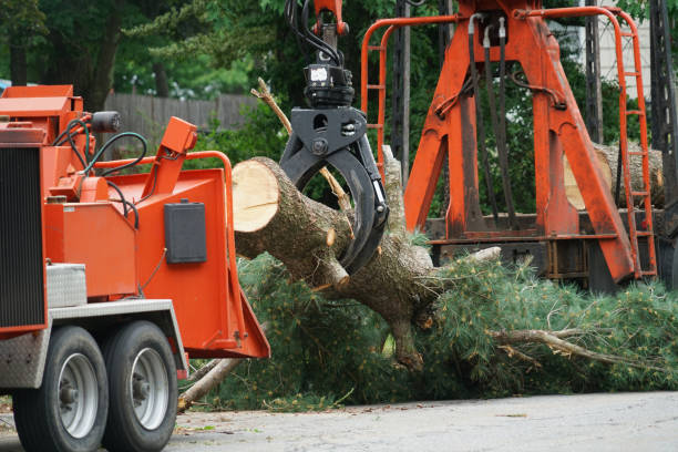 Best Lawn Drainage Solutions  in East Norwich, NY